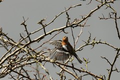 Chaffinch