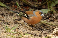 Chaffinch