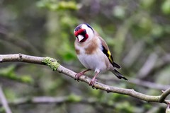 Goldfinch