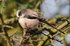 Long-tailed tit