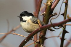 Coal tit