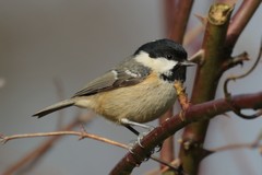 Coal tit