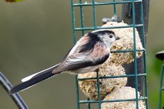 Long-tailed tit