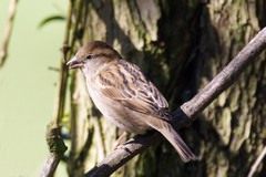 House sparrow