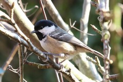 Coal tit