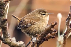 Wren