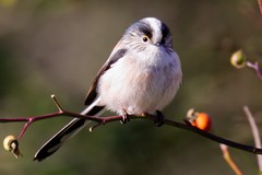 Long-tailed tit