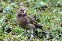 Greenfinch