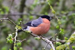 Bullfinch