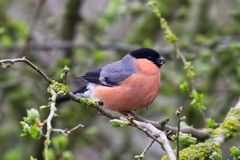 Bullfinch