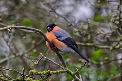 Bullfinch