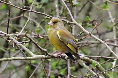 Greenfinch