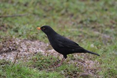 Blackbird