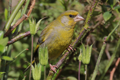 Greenfinch