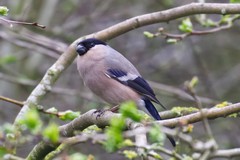 Bullfinch