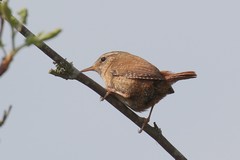 Wren