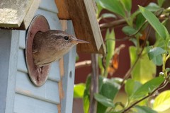 Wren