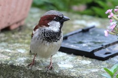 House sparrow