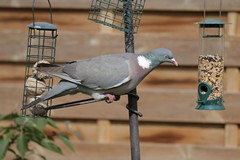 Wood pigeon