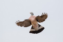 Wood pigeon