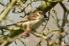 House sparrow