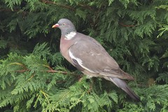 Wood pigeon