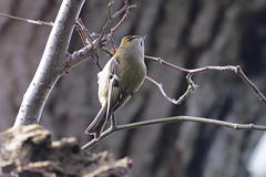 Goldcrest