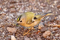 Goldcrest