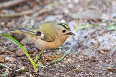 Goldcrest