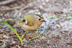 Goldcrest