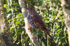 2367 Song thrush