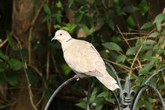 Collared dove