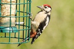 Greater-spotted woodpecker