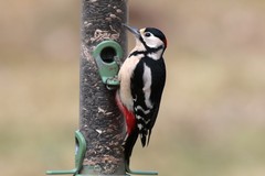 Greater-spotted woodpecker