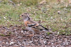 Brambling