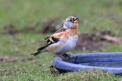 Brambling