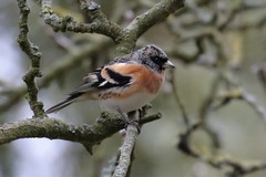 Brambling