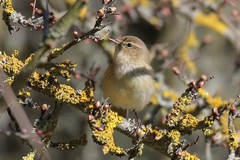 Chiffchaff