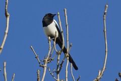 Magpie