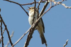 Chiffchaff