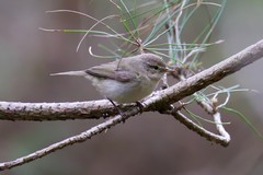 
    Chiffchaff