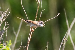 Whitethroat