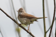 Whitethroat