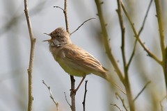 Whitethroat