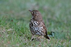 Song thrush