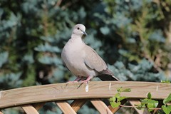 Collared dove