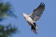 Collared dove