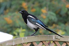 Magpie