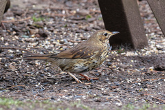 Song thrush