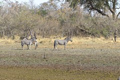 Zebras out on the floodplain